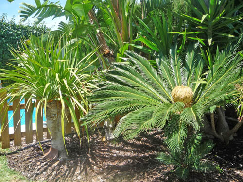 bonitas plantas